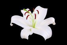 One White Lily Flower With Red Stamens And Pollen On Black Background Isolated Close Up, Single Beautiful Blooming Lilly Flower Macro, Floral Pattern, Decorative Design Element, Elegant Art Decoration