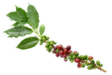 Coffee Berry And Leaves Coffee On Branch, White Background.