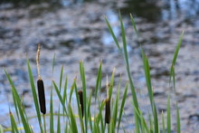 Cattails At The Lake
