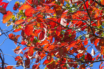 Wall Mural - autumn leaves background