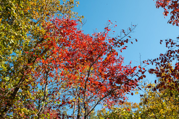 Wall Mural - autumn leaves against blue sky