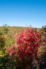 Wall Mural - Red Autumn Tree
