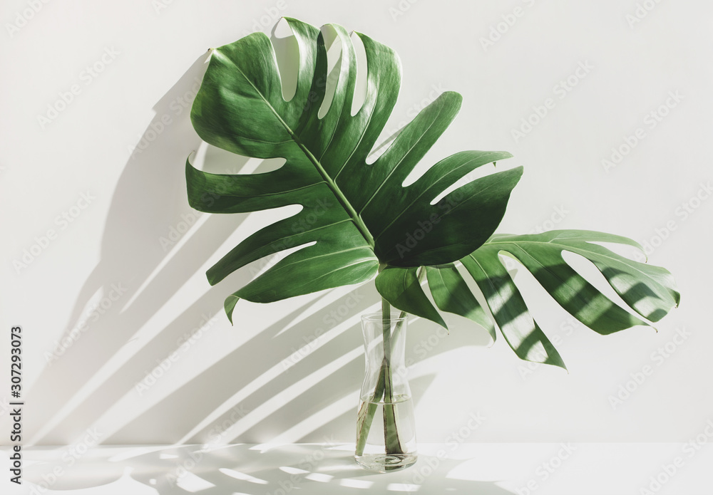 Monstera leaves in glass jug with sunlight and long shadow on wall - obrazy, fototapety, plakaty 