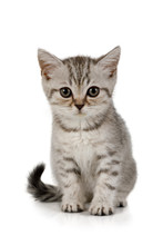 Cute Little Grey Kitten Sitting On White Background