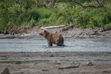 Fototapeta Pomosty - Ruling the landscape, brown bears of Kamchatka (Ursus arctos beringianus)