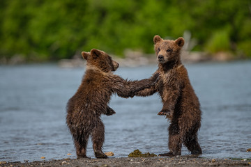 Ruling the landscape, brown bears of Kamchatka (Ursus arctos beringianus)