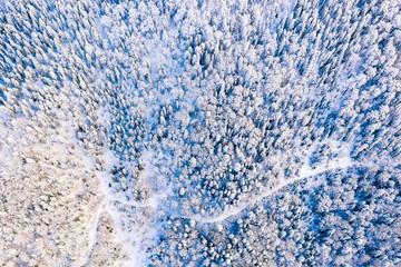 Snowy forest texture, aerial landscape. Nature in winter concept. Frozen environment