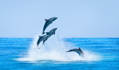 Poster - Group of dolphins jumping on the water - Beautiful seascape and blue sky