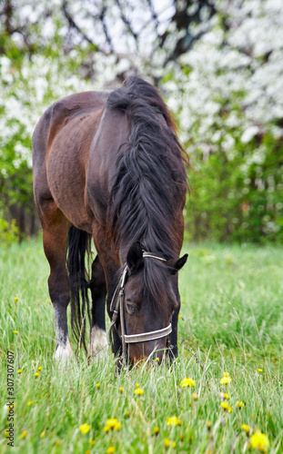 Brown Horse With Long Black Mane On Meadow Beautiful Horse Grazing On Pasture At Countryside Buy This Stock Photo And Explore Similar Images At Adobe Stock Adobe Stock