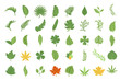 leaf vector set collection graphic design