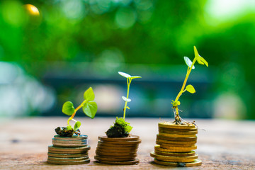 Coin with small plant tree growth up with blurred green background