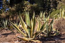Rows Of Agave Americana Variegata On A Blurred Background