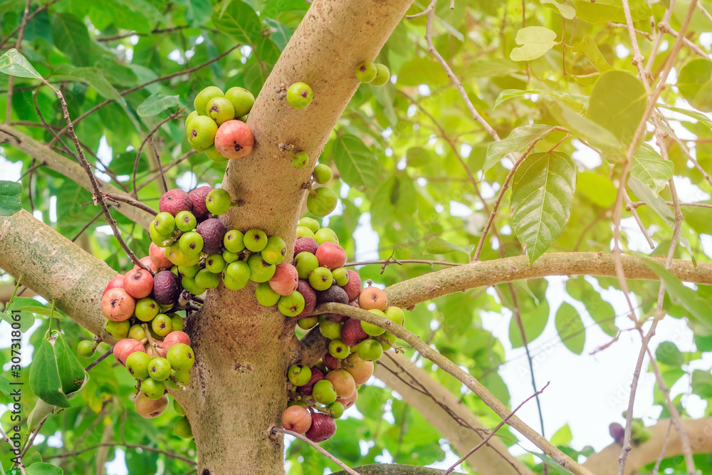 Common fig (Ficus carica) green and red fruits on ficus subpisocarpa ...