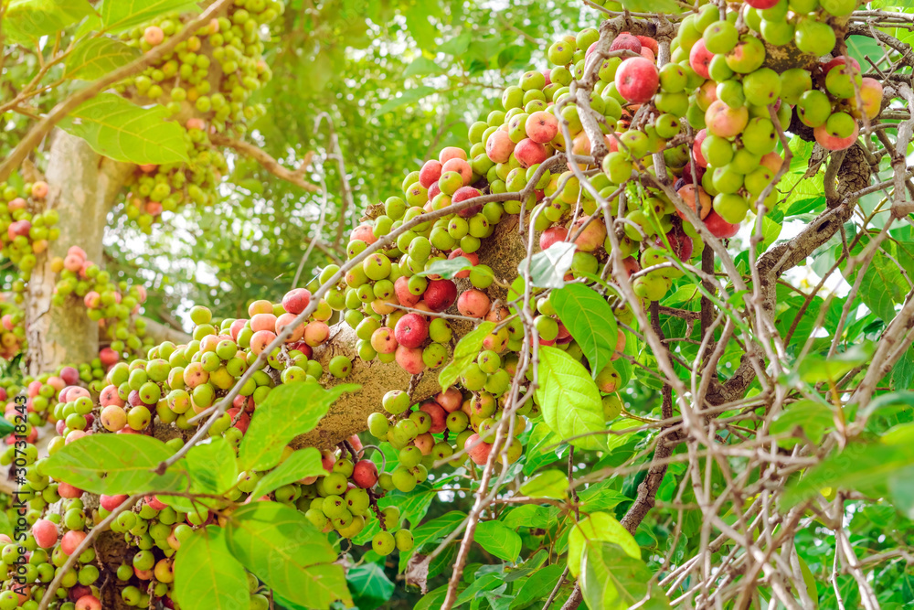 Stock-Foto „Common fig (Ficus carica) green and red fruits on ficus ...