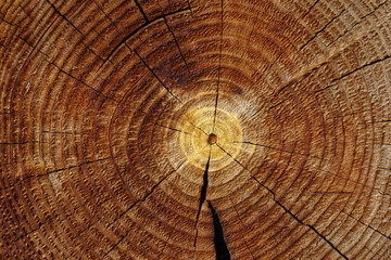 Old cracked tree stump texture. Natural wooden background.