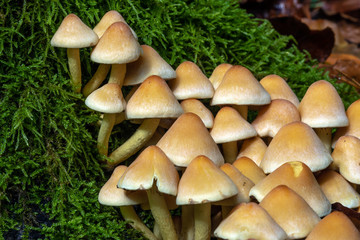 Canvas Print - Champignons sur une souche d'arbre en automne