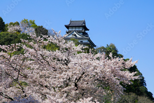 犬山城 国宝犬山城 桜と犬山城 春の犬山城 Stock Photo Adobe Stock