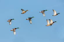 Group Of Flying Mallard Ducks (anas Platyrhynchos) In Blue Sky