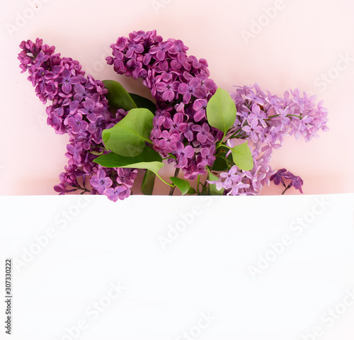 Fresh lilac flowers