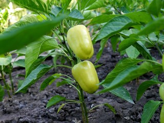 Vertical photo of a bell pepper plant with two green peppers on it. Growing vegetables concept. 