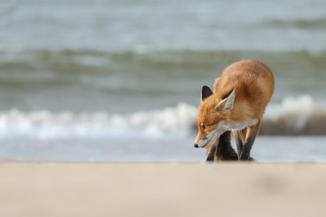 Wall Mural - Red fox standing on the beach at the North Sea