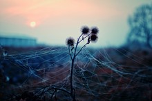 Selective Focus Shot Of Dandelions Surrounded By Spider Webs With The Sunset