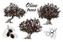 Olive Tree - Set Of Hand Drawn Illustrations Of Trees And Branches With Olives - Black And White Drawing On White Background (vector)