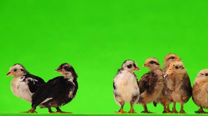 Sticker - little chicks making sounds isolated on green screen