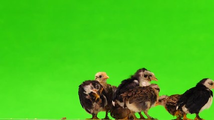 Sticker - little chicks making sounds isolated on green screen