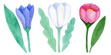 Set Of Watercolor Flowers, Isolated On A White Background. Hand Drawn Illustration. Blue, White And Pink Tulips With Green Leaves