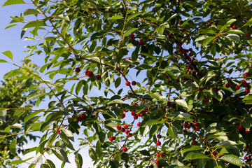 Wall Mural - Sour cherry tree