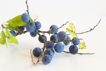 Wall Mural - Romantic autumn still life with blackthorn or sloe on a white wooden table.Nature concept. Prunus spinosa is a large deciduous shrub or small tree.