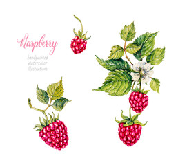 Raspberry. Berries. Watercolor botanical hand drawn illustration. 