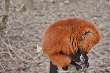 Poster - a red shy ruffed lemmur 