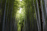 Fototapeta Dziecięca - Bamboo forest