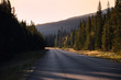 Asphalt highway in autumn pine forest at national park