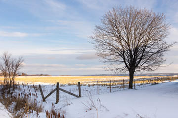 Wall Mural - Bare tree and dry crop in fenced snowy field seen in rural area during an early winter sunny morning, Saint-Augustin-de-Desmaures, Quebec, Canada