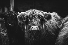 Black And White Picture Of Scottish Highland Cow In Field Looking At The Camera, Ireland, England, Suffolk. Hairy Scottish Yak. Brown Hair, Blurry Background, Added Noise Grain For Artistic Purpose.