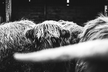 Wall Mural - Black and white picture of Scottish Highland Cow in field looking at the camera, Ireland, England, suffolk. Hairy Scottish Yak. Brown hair, blurry background, added noise grain for artistic purpose.