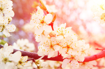 Wall Mural - Blooming apple tree with white flowers, spring background