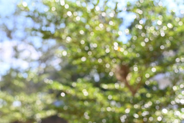 Aufkleber - Abstract green bokeh background, green blurred abstract background from foliage sunshine background