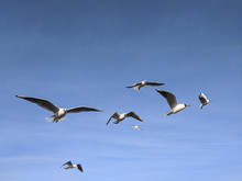  Beautiful Sea Gulls On A Background Of Blue Sky