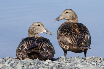 Wall Mural - Eider ducks swimming on Jokulsarlon glacier lake in Iceland