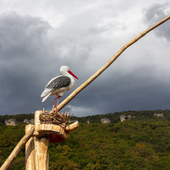 the figure of a lonely stork in a nest against the background of mountains overgrown with forest and cloudy dramatic sky