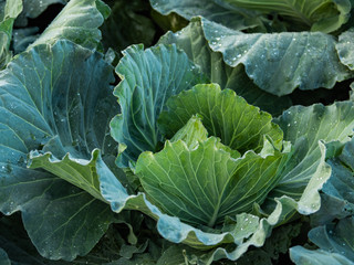 Cabbage is planted at the foot of the hill