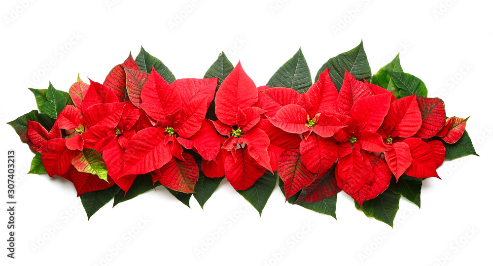 Christmas poinsettia flowers on white background