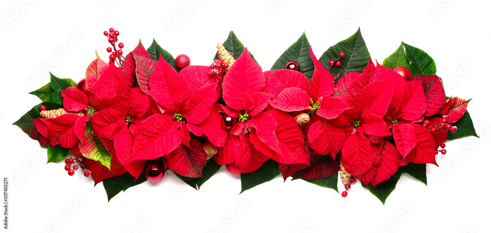 Beautiful Christmas composition with poinsettia on white background