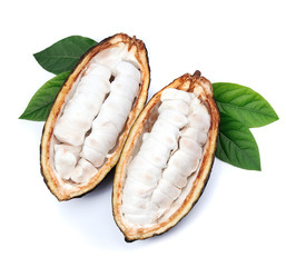 Sticker - Cacao pod