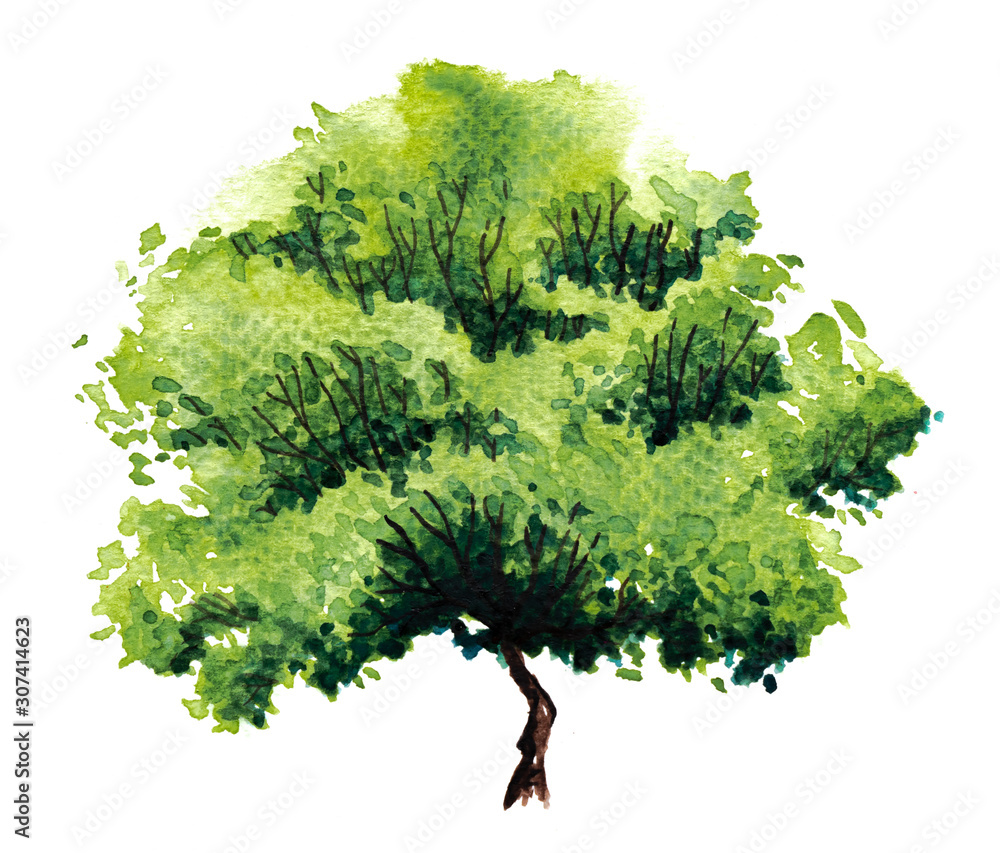 Green tree with leaves. Hand drawn watercolor painting,isolate on white ...