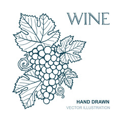 Grape and vine. Hand drawn grape and vine engraving style illustration. Bunch of grapes vector design element. Grape and vine background. Wine theme grape and vine vintage style ornament. 